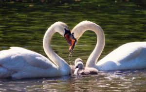 love, family, swan family