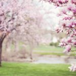 magnolia trees, springtime, blossoms