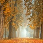 path, trees, autumn-4591121.jpg