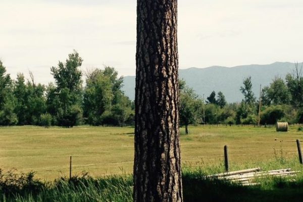 Hay bales and tree on Whitefish property listing